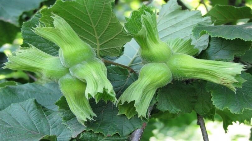 Düzce, 2023 yılının ilk altı ayında Avrupa Birliği'ne 15 bin