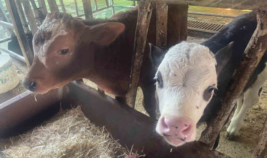 ABD Tarım Bakanlığı'nın raporuna göre, Türkiye'de yıllık buzağı kayıpları 500