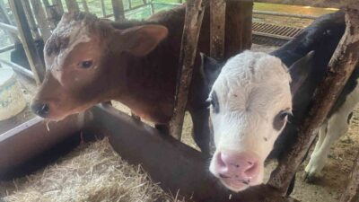 ABD Tarım Bakanlığı'nın raporuna göre, Türkiye'de yıllık buzağı kayıpları 500