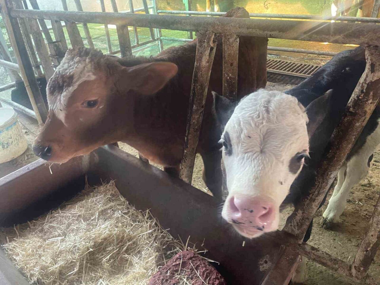 ABD Tarım Bakanlığı'nın raporuna göre, Türkiye'de yıllık buzağı kayıpları 500