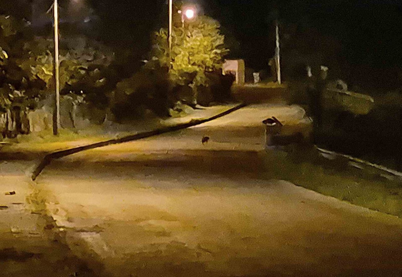Bartın'da aç kalan çakal yavruları, şehir merkezinde görüntülendi. Aladağ ve