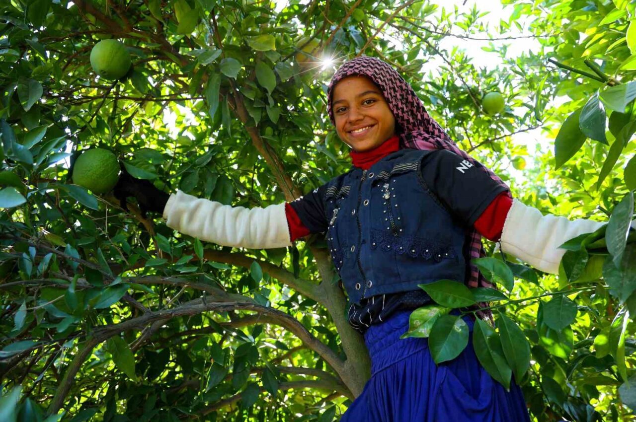Adana'da portakal hasadı başladı, ancak iklim değişikliği nedeniyle verim ciddi