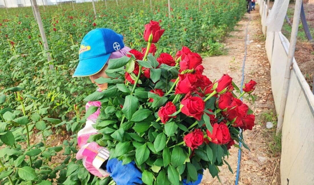 Adana'da gül hasadı başlamışken, üreticiler Ogün Sever Okur ve Mehmet