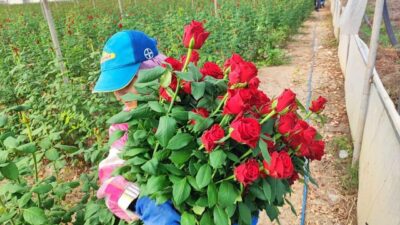 Adana'da gül hasadı başlamışken, üreticiler Ogün Sever Okur ve Mehmet