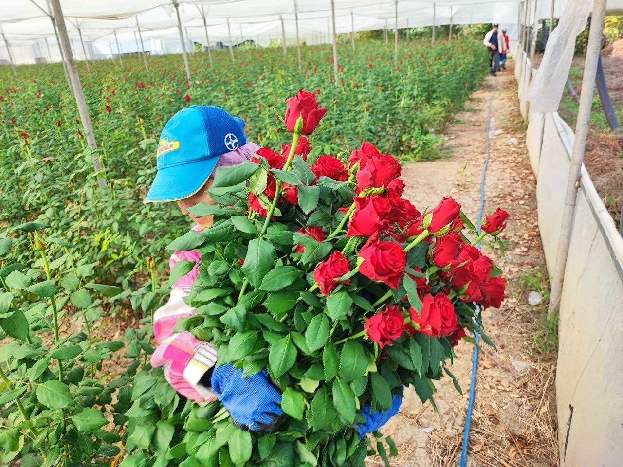 Adana'da gül hasadı başlamışken, üreticiler Ogün Sever Okur ve Mehmet