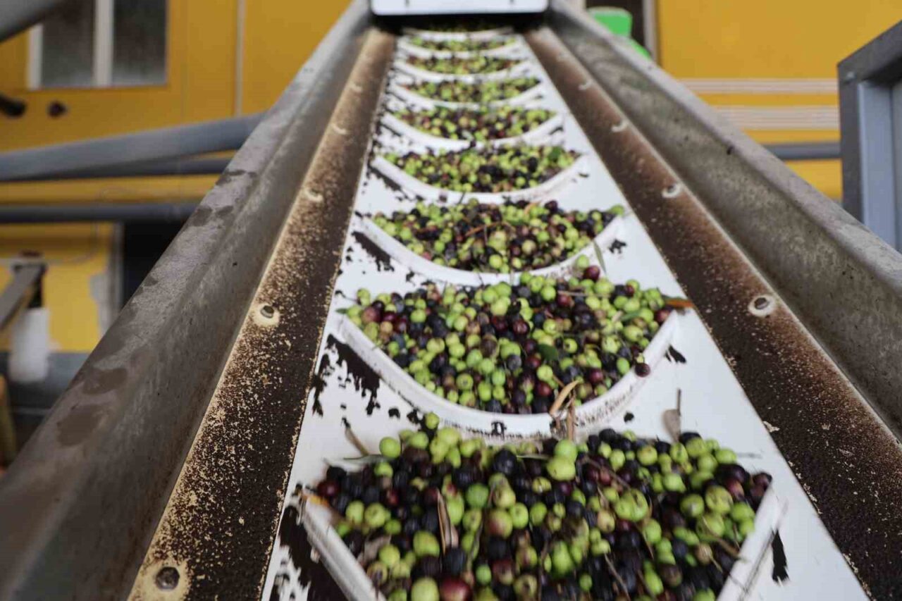 Adana’nın Kozan ilçesinde bu yıl zeytin hasadı sonrası yağ üretimi