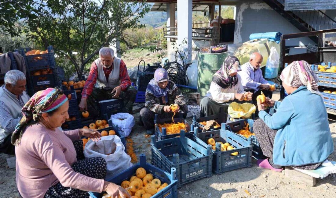 Adana’nın Kozan ilçesindeki 120 haneli Minnetli köyü, cennet hurması üretimiyle