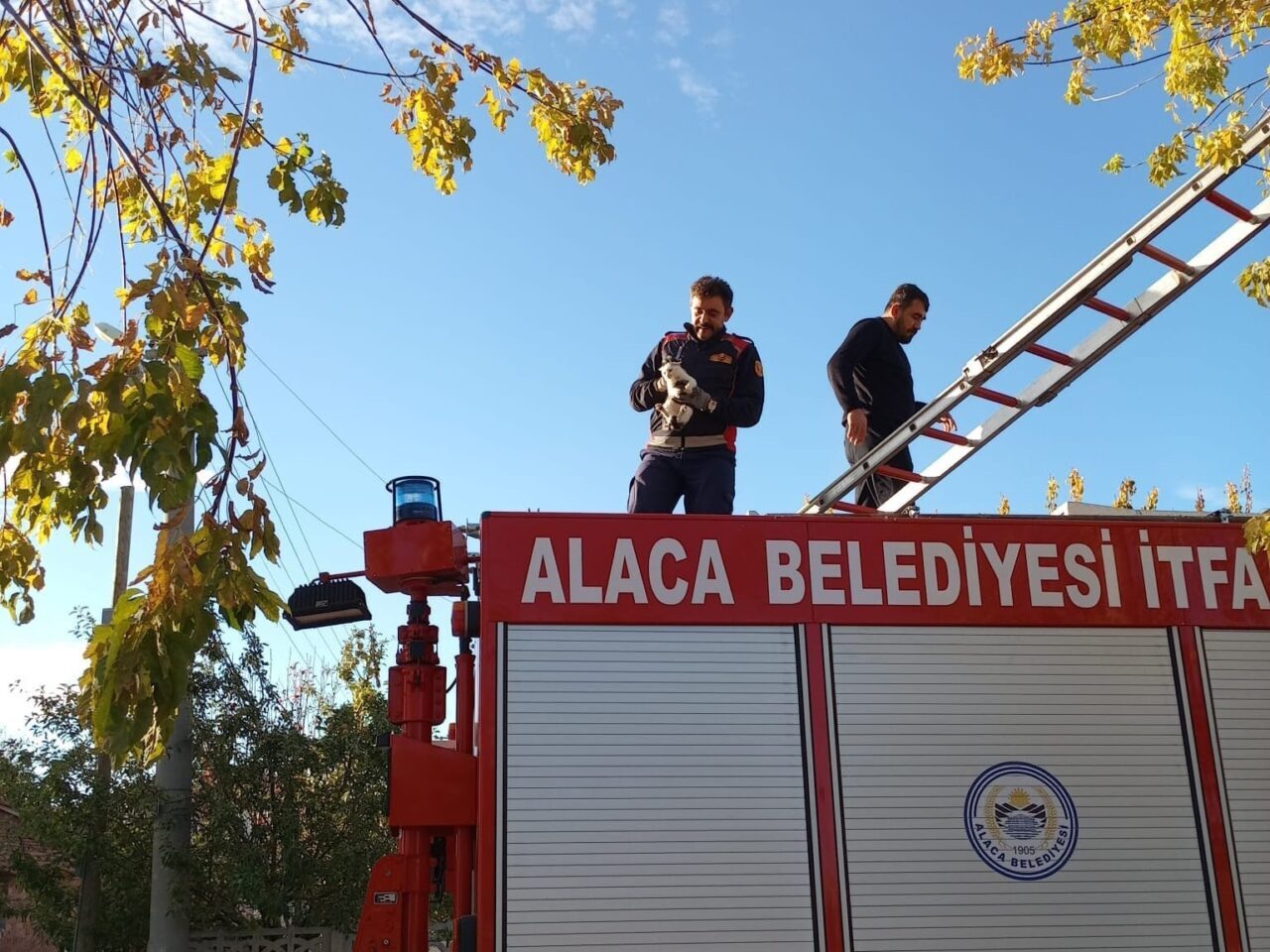 Alaca’da Ağaçta Mahsur Kalan Yavru Kedi, İtfaiye Ekipleri Tarafından Kurtarıldı