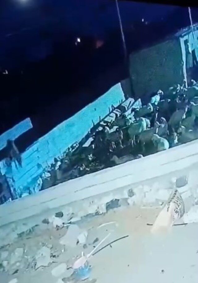 Ereğli’de Kurt, Ağıla Girdiği Anlarda Küçükbaş Hayvanı Telef Etti