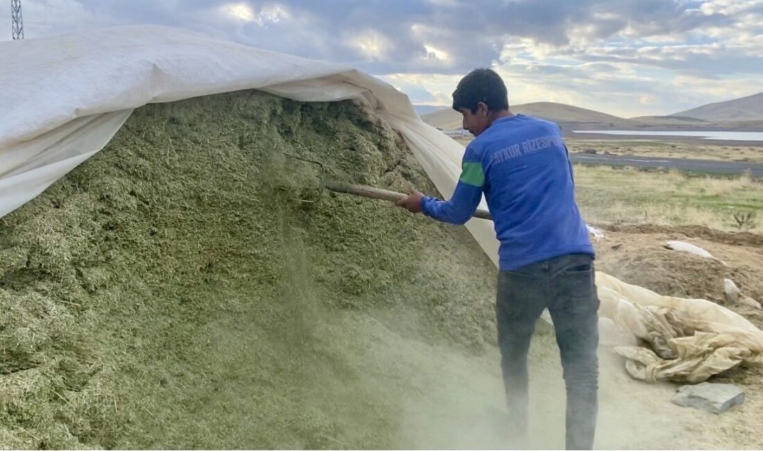 Ağrı’da Kış Hazırlıkları Başladı: Çiftçiler Saman Stoğuna Yöneldi Ağrı'daki çiftçiler, soğuk havaların gelmesiyle hayvanlarının kış beslenme hazırlıklarını hızlandırdı.