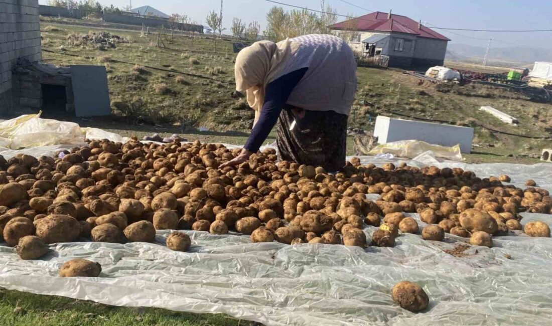 Patnos’ta Kış Hazırlıkları: Yerel Halk Geleneksel Gömme Yöntemiyle Patatesleri Koruyor Ağrı'nın Patnos ilçesindeki Atatürk Mahallesi'nde sakinler, kış için patatesleri geleneksel