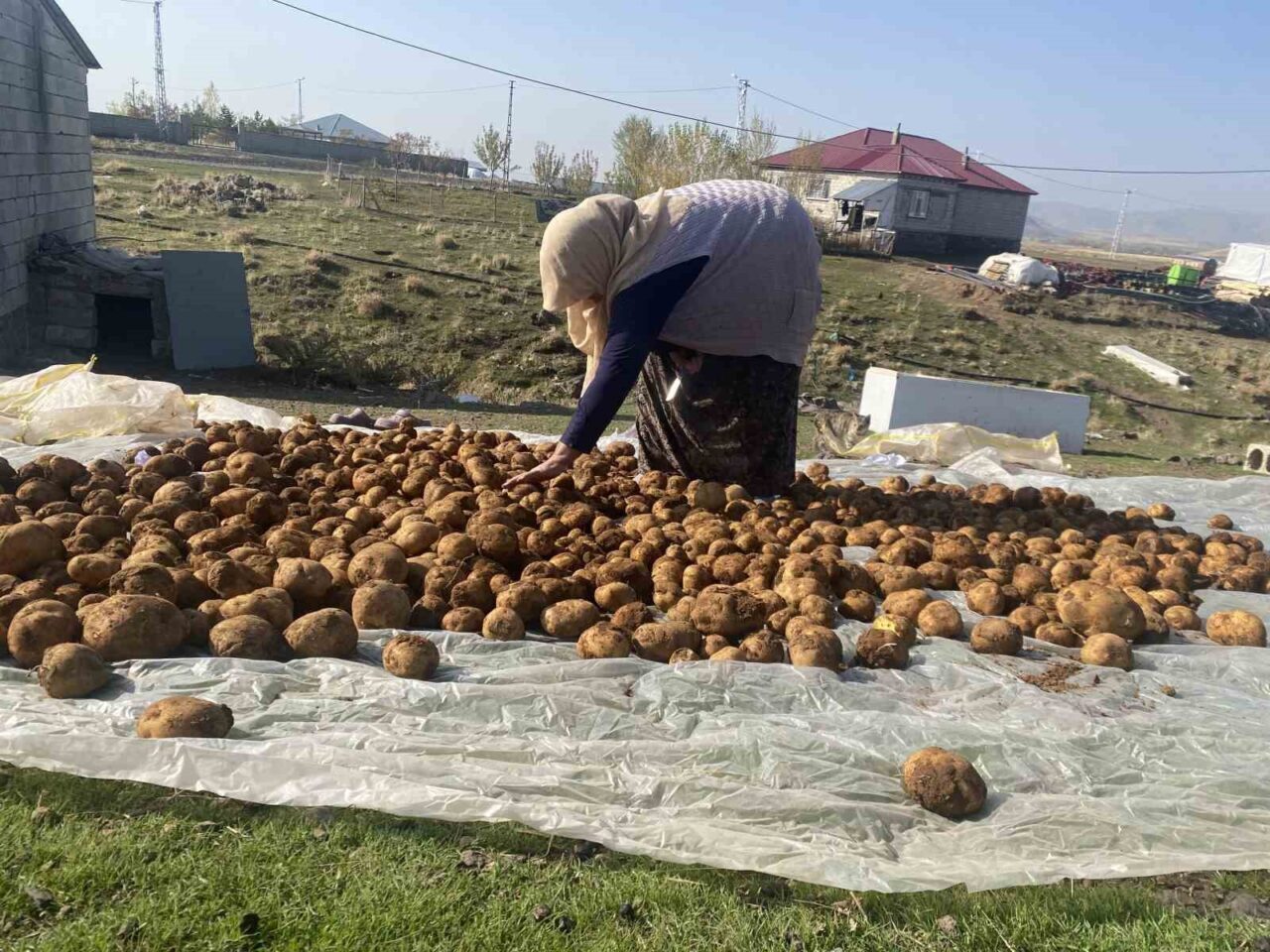 Ağrı'nın Patnos ilçesindeki Atatürk Mahallesi'nde sakinler, kış için patatesleri geleneksel