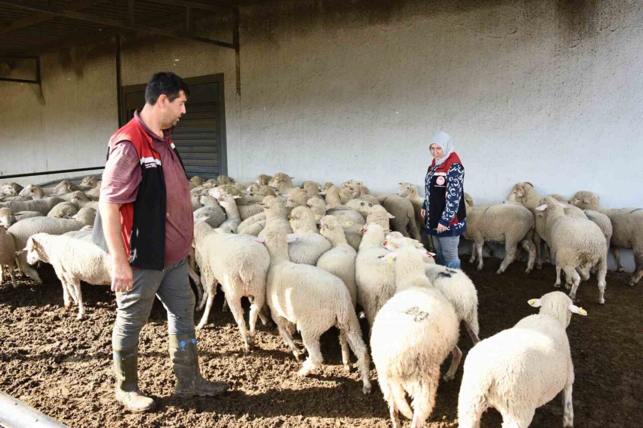 Aliağa’da Damızlık Koyun Üretim Merkezi Projesi kapsamında 210 Küçükbaş Hayvan Üreticilere Teslim Edildi