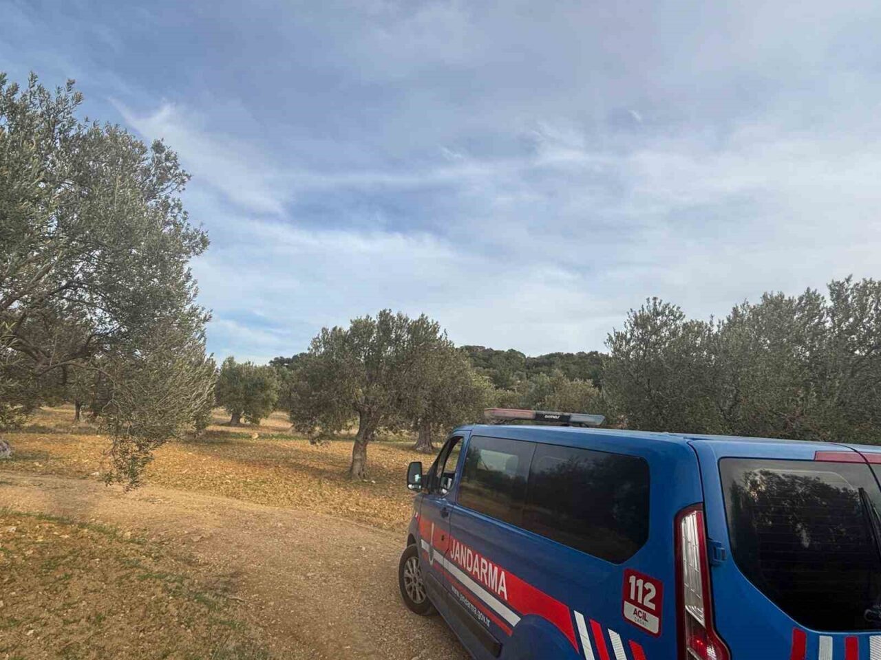 Aliağa’da zeytin hasadı başladı ve 48 bin dekar alanda zeytin