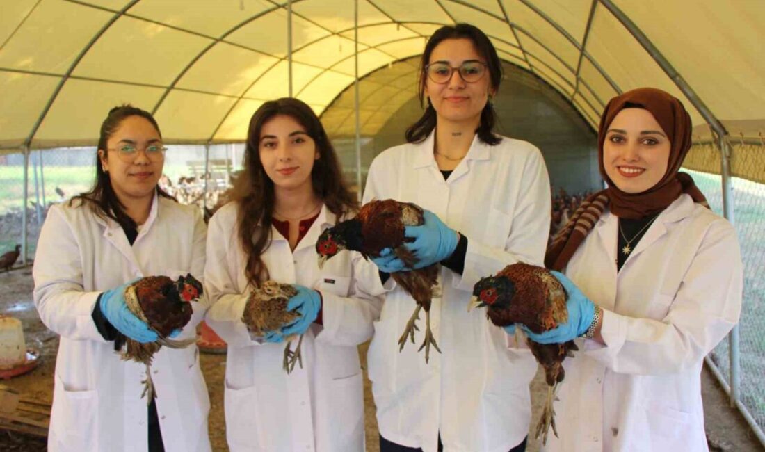 Amasya’da Üniversite Öğrencileri Sülün Yetiştirerek Ekonomiye Katkı Sağlıyor Amasya’daki Suluova Meslek Yüksekokulu, üniversite öğrencileri ve akademisyenlerle birlikte sülün