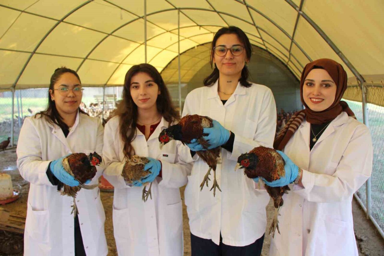 Amasya’daki Suluova Meslek Yüksekokulu, üniversite öğrencileri ve akademisyenlerle birlikte sülün