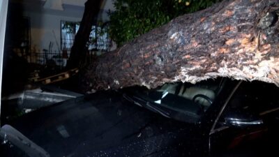 Antalya'nın Konyaaltı ilçesinde etkili yağış ve rüzgar nedeniyle devrilen ağaç,