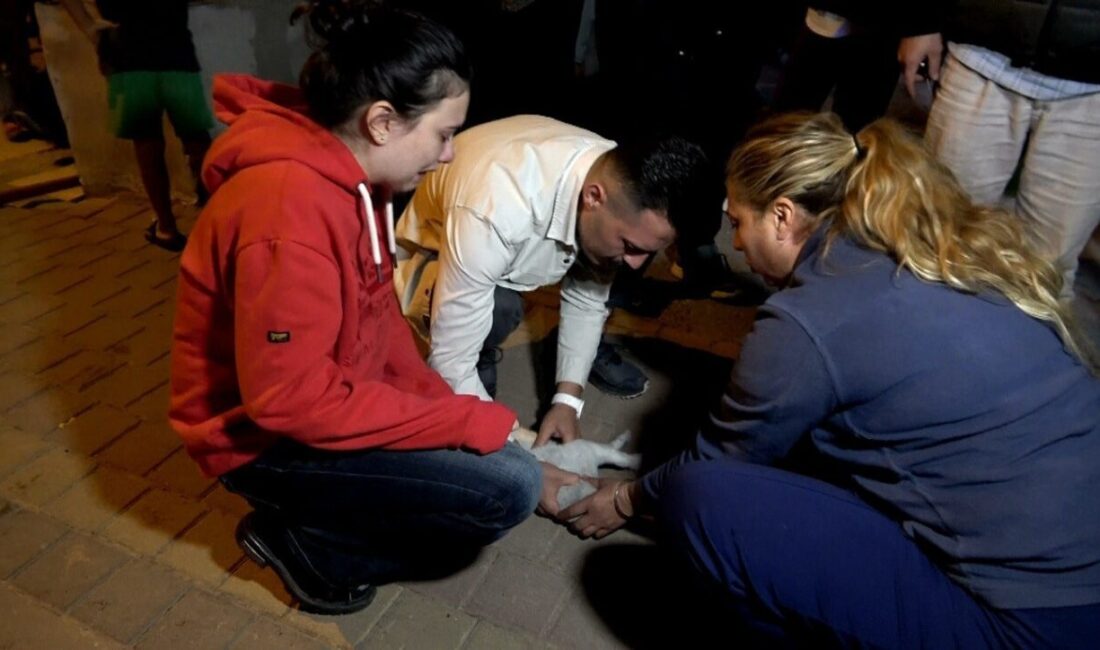 Kepez’de Yangında İki Kedi Hayatını Kaybetti, Kundaklama İddiası Gündemde Antalya'nın Kepez ilçesindeki bir evdeki yangında iki kedi dumandan zehirlendi.