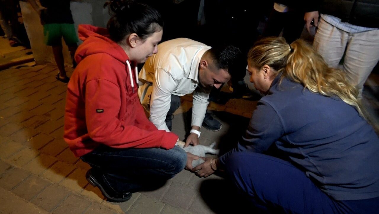Antalya'nın Kepez ilçesindeki bir evdeki yangında iki kedi dumandan zehirlendi.