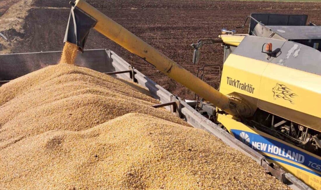 Gaziantep'in Araban ilçesinde 2025 yılı ikinci ürün silajlık mısır hasadı