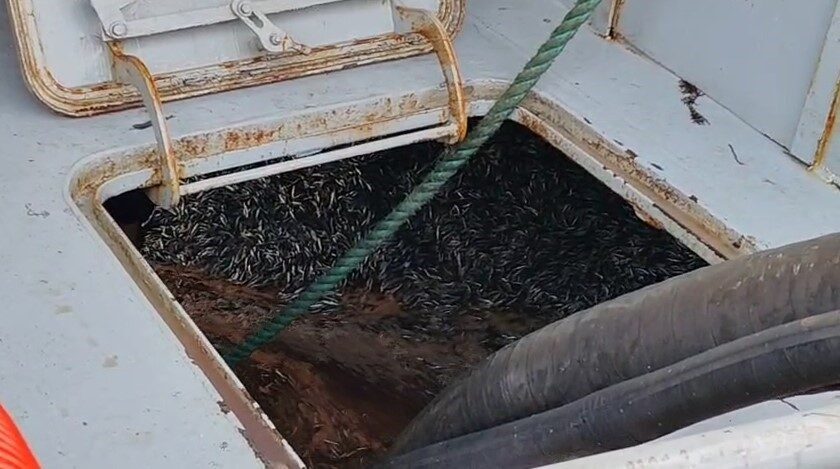 Trabzon'un Araklı ilçesi açıklarında yoğun hamsi sürüleri balıkçıları bölgeye çekti.