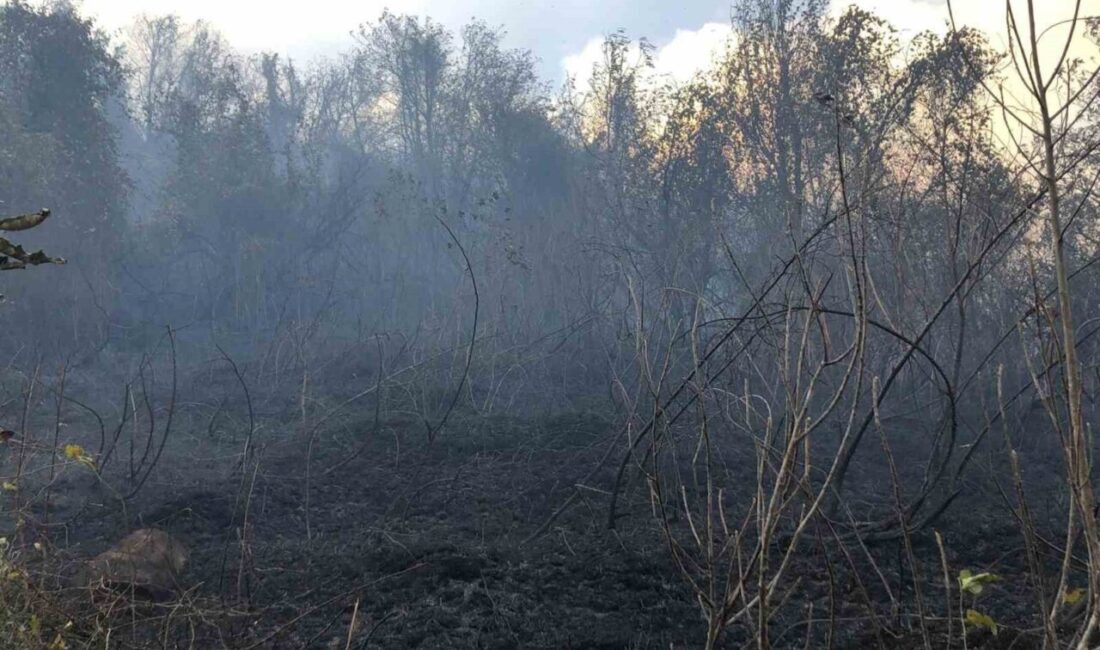 Artvin'in Hopa ilçesindeki Başoba köyünde ziraat arazisinde başlayarak ormana sıçrayan