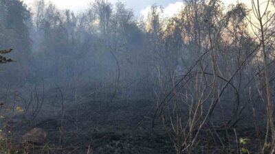 Artvin'in Hopa ilçesindeki Başoba köyünde ziraat arazisinde başlayarak ormana sıçrayan