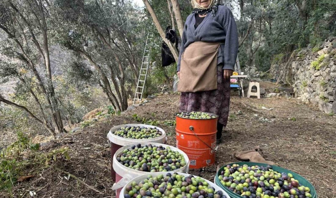 Butko Zeytini’nin Hasadı Devam Ediyor: Uluslararası Ödül Sahibi Zeytinler İçin Coğrafi İşaret Süreci Başlatıldı Artvin'in Yusufeli ilçesinde, uluslararası "Üstün Lezzet Ödülü" sahibi Butko Zeytini'nin