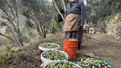 Artvin'in Yusufeli ilçesinde, uluslararası "Üstün Lezzet Ödülü" sahibi Butko Zeytini'nin