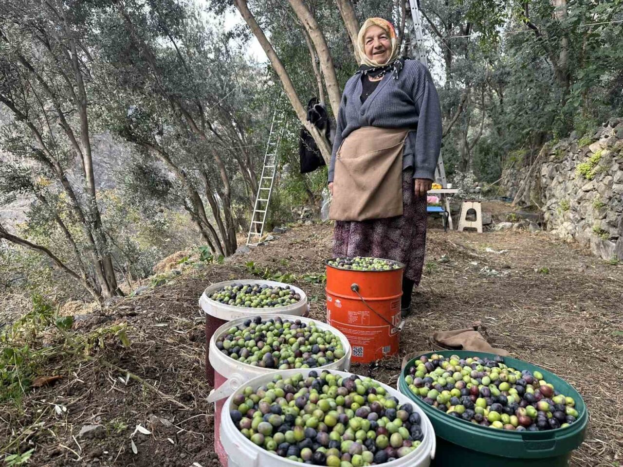 Artvin'in Yusufeli ilçesinde, uluslararası "Üstün Lezzet Ödülü" sahibi Butko Zeytini'nin