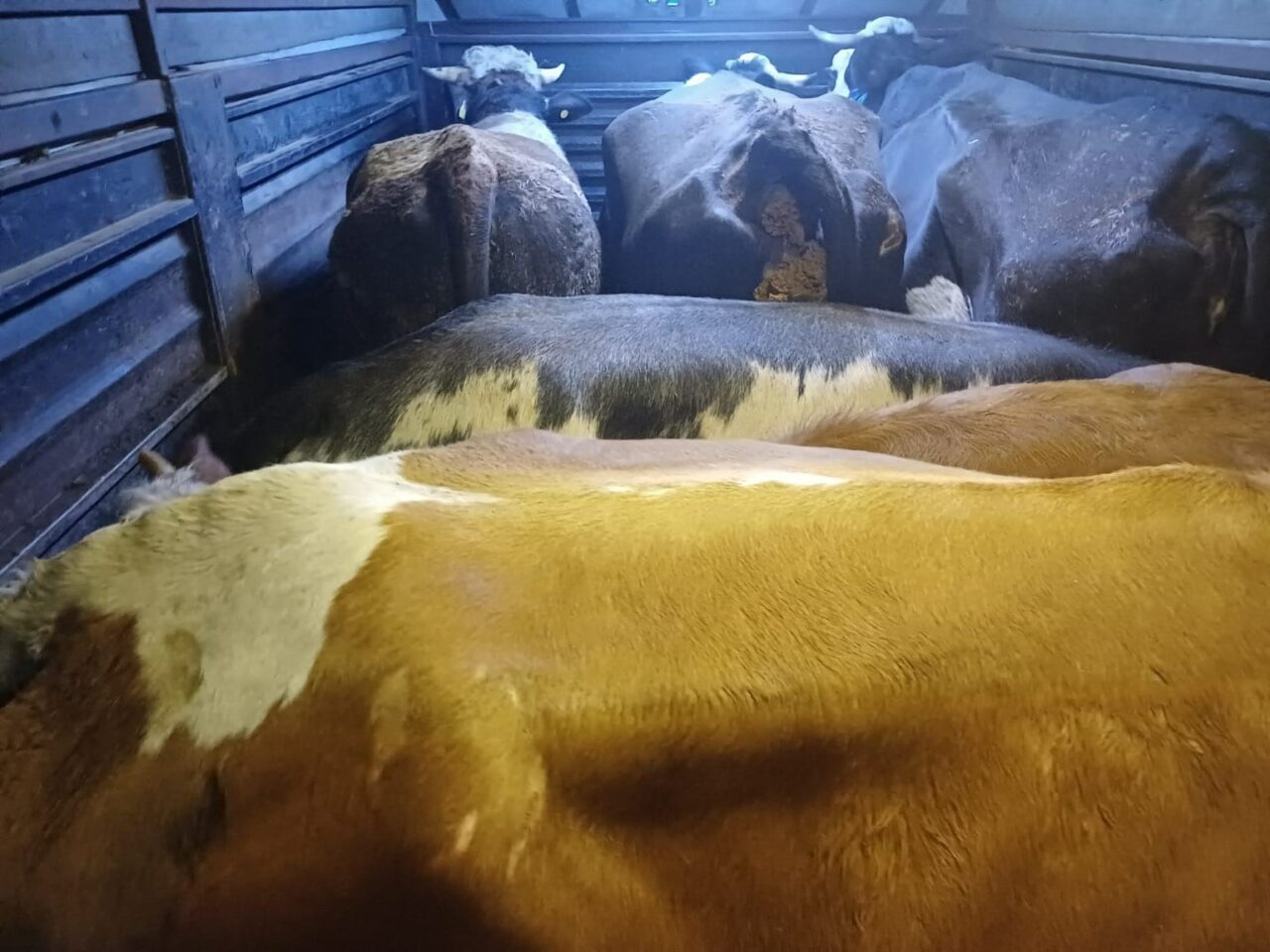 Artvin'in Borçka ilçesinde bir mandıradan 7 büyükbaş hayvan çalıp çalışanı