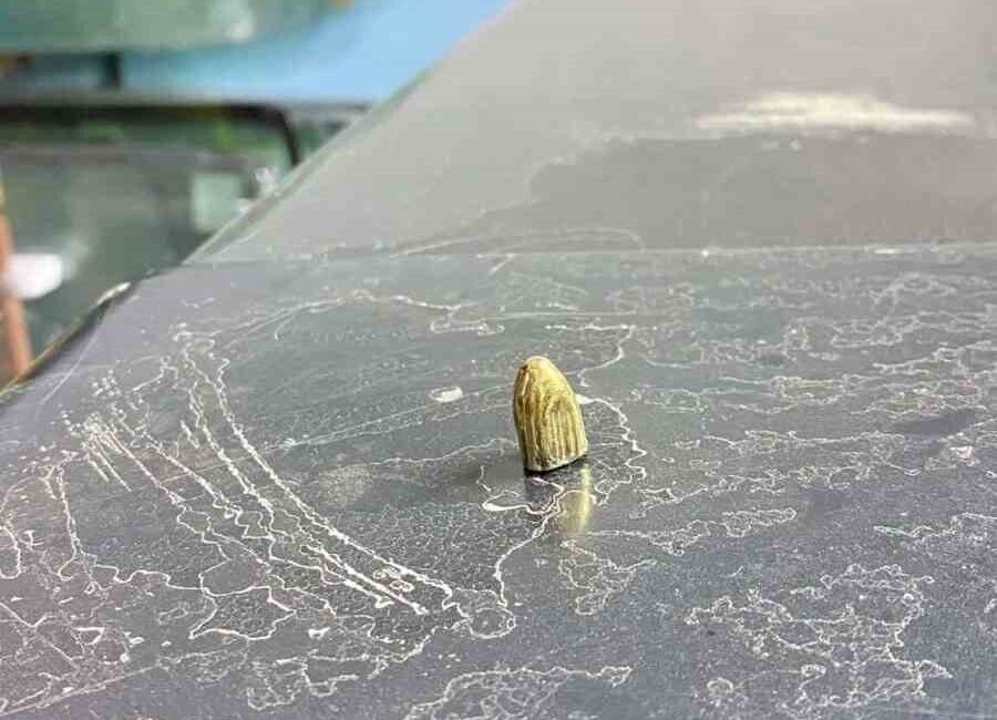 Artvin'in Hopa ilçesinde, park halindeki araca isabet eden maganda kurşunu,