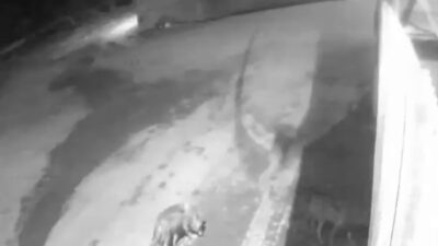 Erzurum'un Aşkale ilçesindeki Karahasan köyünde aç kalan kurtlar, sabah saatlerinde