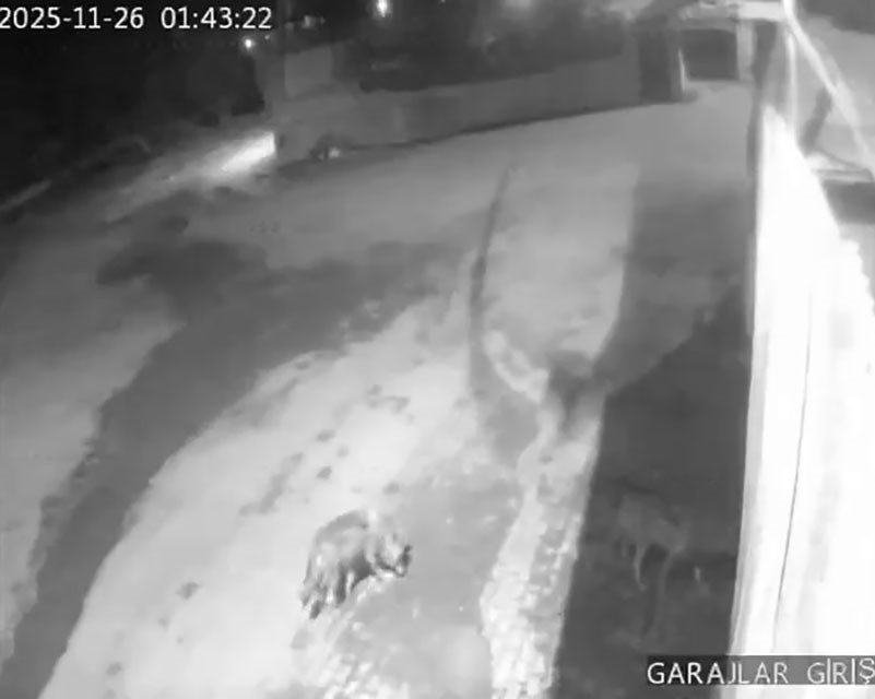 Erzurum'un Aşkale ilçesindeki Karahasan köyünde aç kalan kurtlar, sabah saatlerinde