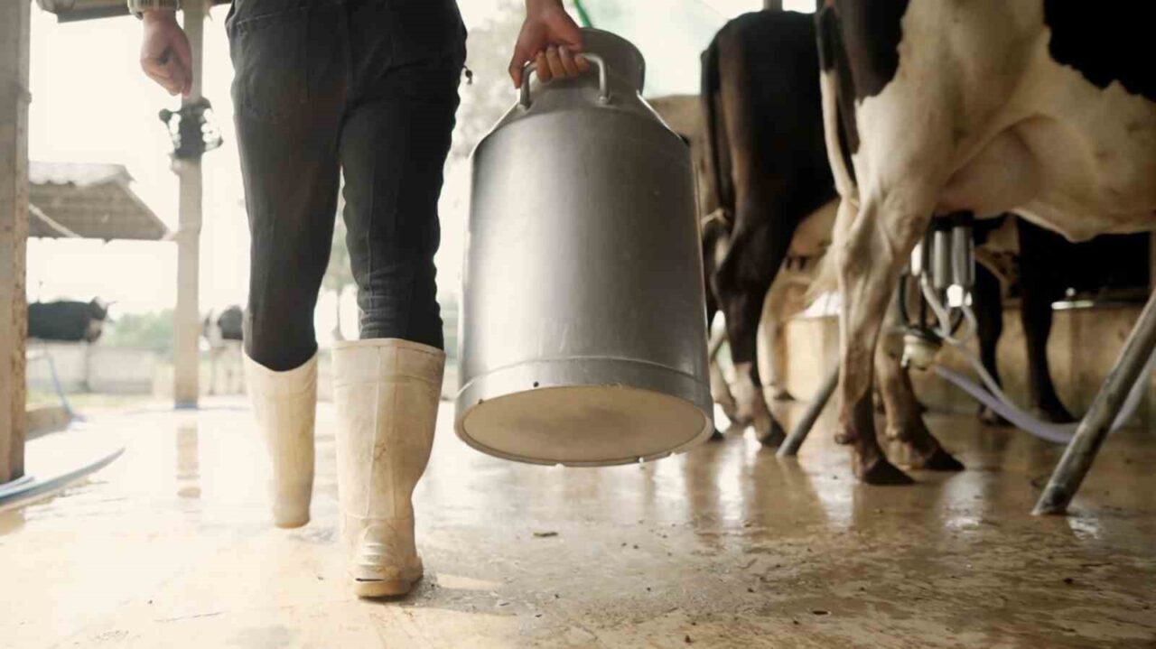 Aydın’da 9.543 Üreticiye 66 Milyon Lira Çiğ Süt Desteği Ödenecek