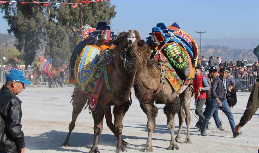 Aydın Valiliği, il genelinde etkili olan şap hastalığı nedeniyle deve