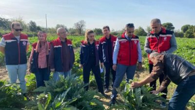 Aydın, 2024'te 6 bin 615 ton Aydın Enginarı üretimi ile