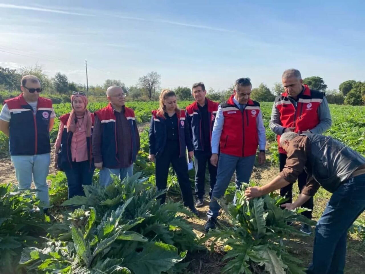 Aydın, 2024'te 6 bin 615 ton Aydın Enginarı üretimi ile