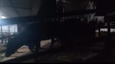 Aydın İl Jandarma Komutanlığı, İncirliova'da şap hastalığına karşı denetimlerde 4