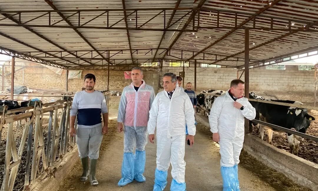 Aydın'da şap hastalığına karşı toplam 565 bin 687 doz aşı