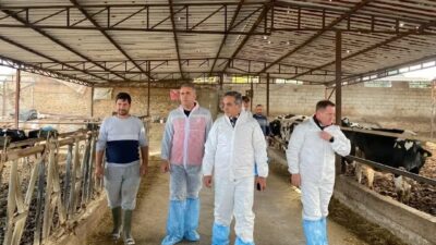 Aydın'da şap hastalığına karşı toplam 565 bin 687 doz aşı