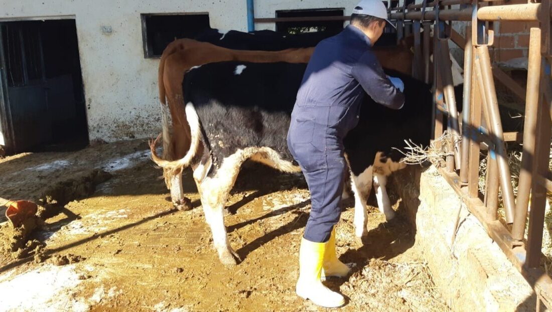 Aydın'ın Karacasu ilçesinde şap hastalığına karşı aşılama çalışmaları devam ediyor.