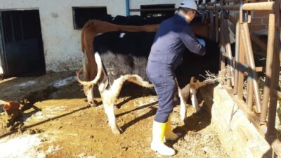 Aydın'ın Karacasu ilçesinde şap hastalığına karşı aşılama çalışmaları devam ediyor.