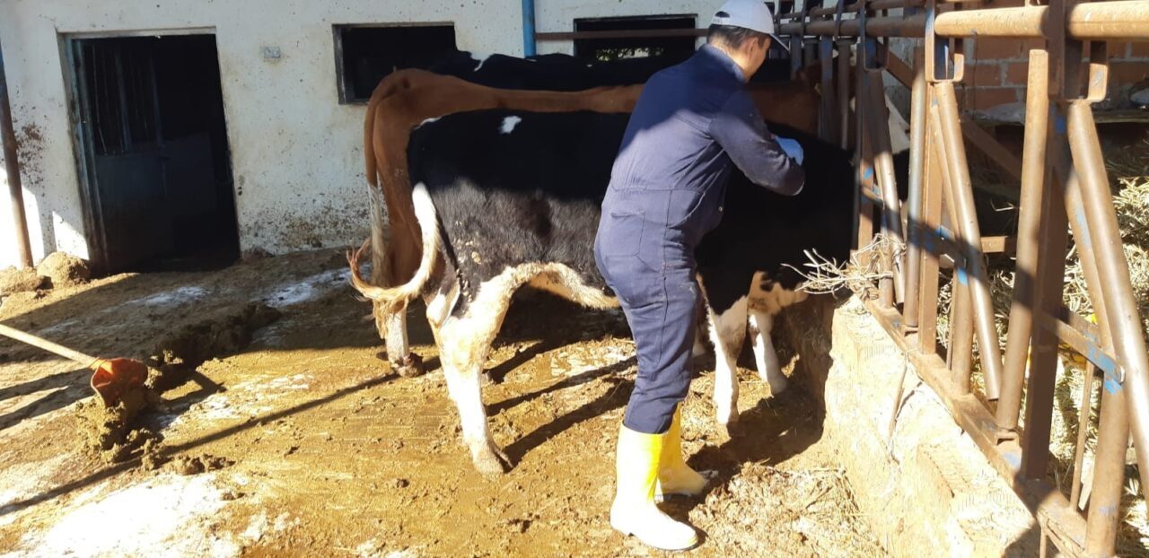 Aydın'ın Karacasu ilçesinde şap hastalığına karşı aşılama çalışmaları devam ediyor.