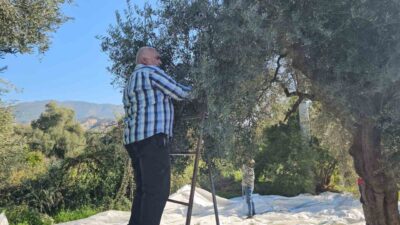 Nazilli'nin Yalınkuyu Mahallesi'nde zeytin hasadı devam ediyor. Kaymakam Huriye Küpeli