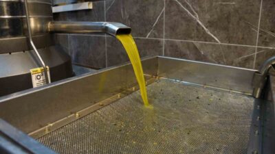 Aydın'da zeytin hasat sezonu sürerken, bu yıl rekolte düşük olsa