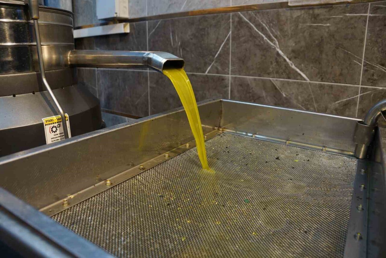 Aydın'da zeytin hasat sezonu sürerken, bu yıl rekolte düşük olsa