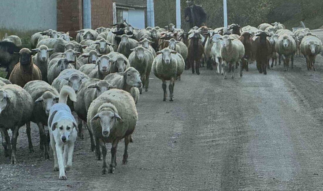 Edirne'nin köylerinde, genç nüfusun şehirleşmeye yönelmesi sebebiyle çoban sıkıntısı artıyor.