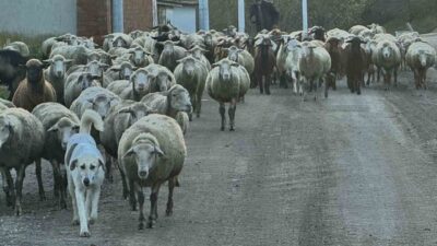 Edirne'nin köylerinde, genç nüfusun şehirleşmeye yönelmesi sebebiyle çoban sıkıntısı artıyor.