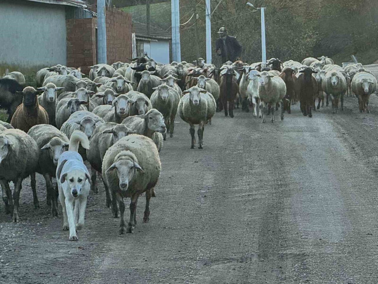 Edirne'nin köylerinde, genç nüfusun şehirleşmeye yönelmesi sebebiyle çoban sıkıntısı artıyor.